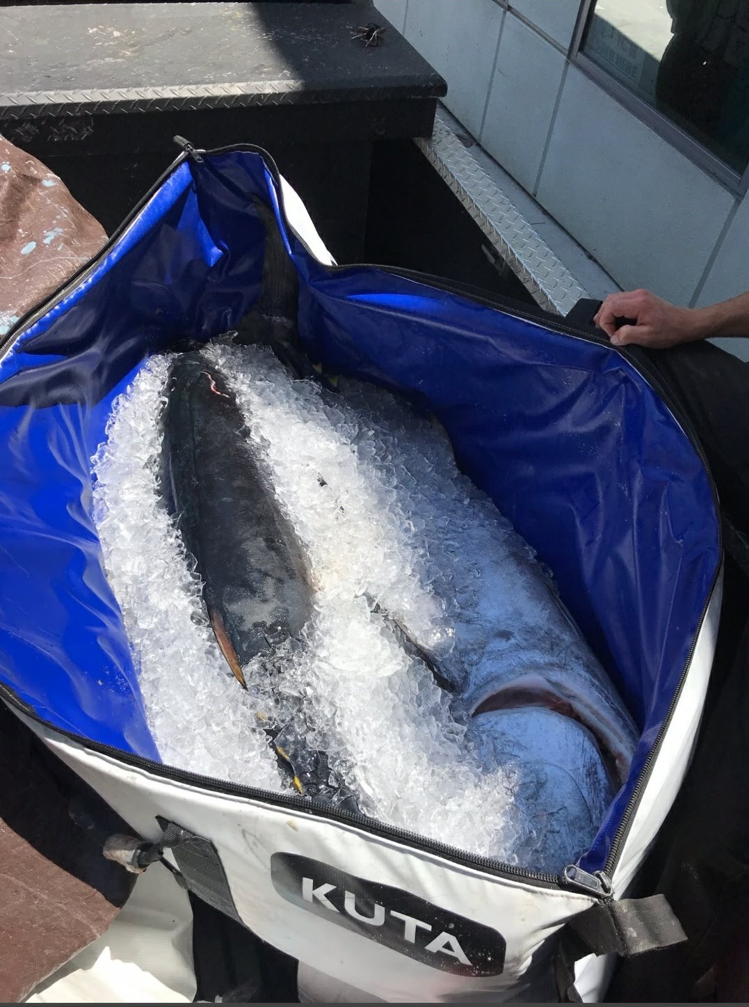 Keeping Fish Fresh for Shore Lunch: The Ultimate Field Storage Guide